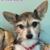 Phoebe photo 3