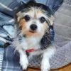 Phoebe photo 6