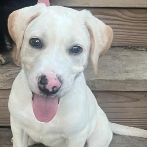 Tabasco, Baby Male Mixed Breed