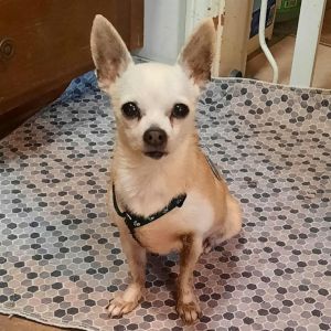 Molly, Senior Female Chihuahua