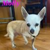Molly photo 3