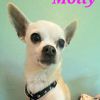 Molly photo 4