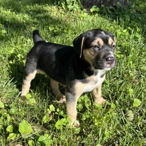 Mad Dog, Baby Male Mixed Breed