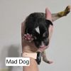 Mad Dog photo 2