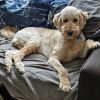Phineas Finn photo 3