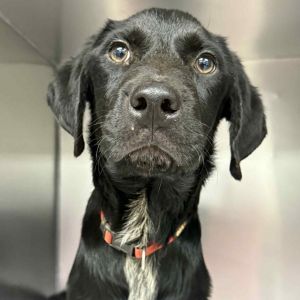 Diego, Young Male Labrador Retriever