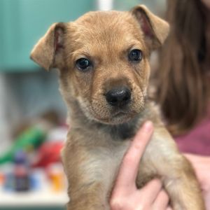 July, Baby Male Australian Kelpie