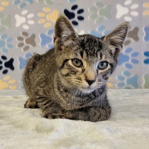 Tip, Baby Male Domestic Short Hair