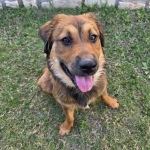 Nala, Young Female German Shepherd Dog