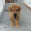 Nala photo 3