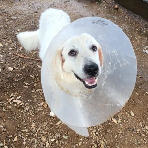 Dewbert, Young Male Great Pyrenees