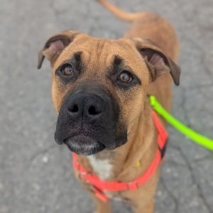 Ronaldo, Young Male Mixed Breed