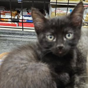 Bramble, Baby Male Domestic Short Hair