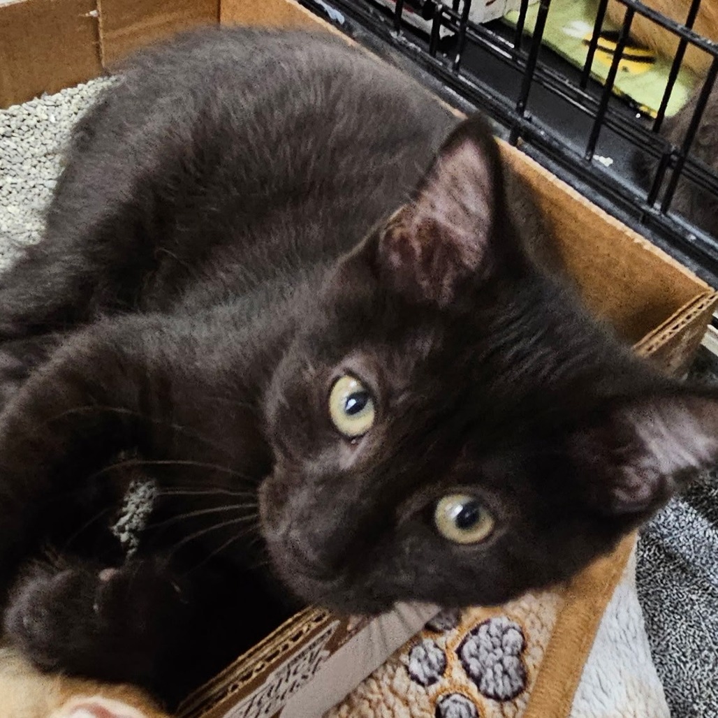 Licorice