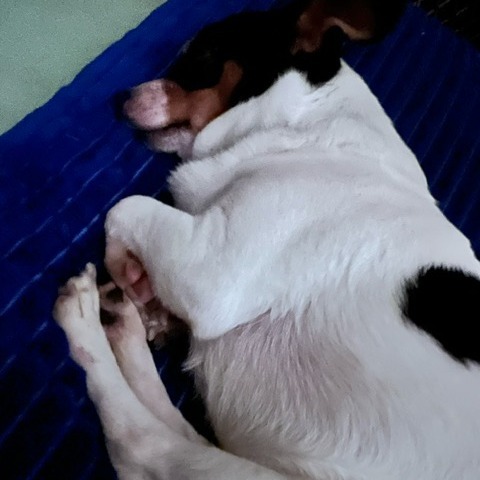 Spot