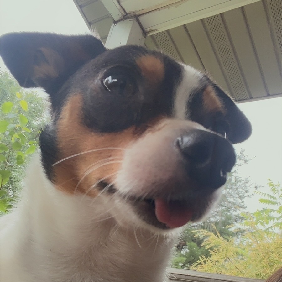 Spot