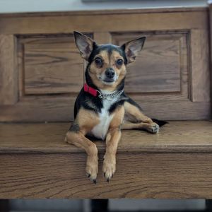Smokey, Adult Female Rat Terrier