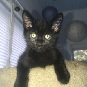 Bail, Baby Male Domestic Short Hair