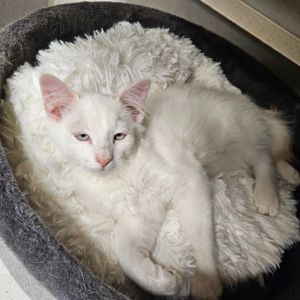 Chevy, Baby Male Domestic Medium Hair