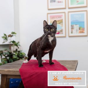 Meet Tree of Life a charming 3-year-old sweetheart with a playful spirit Shes