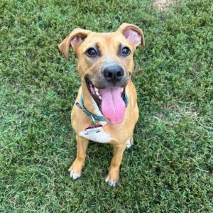Popsicle, Baby Female Shepherd
