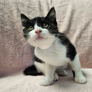 Penny, Baby Female Domestic Short Hair
