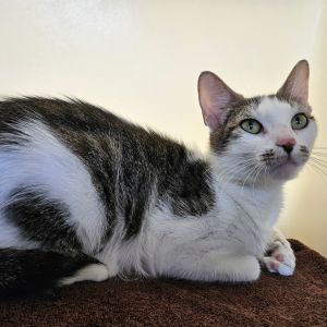 Mama Cass, Adult Female Domestic Short Hair