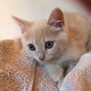 Lightning, Baby Female Domestic Short Hair