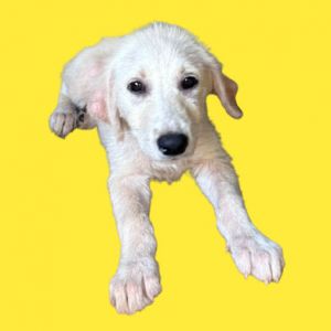 TUSC-Stray-81149, Baby Female Great Pyrenees