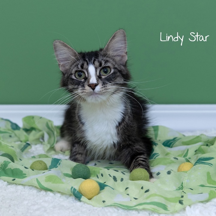 Lindy Star