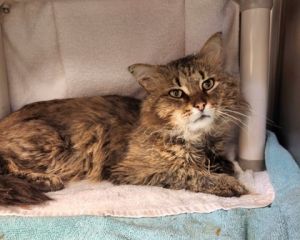 Wookie, Senior Male Domestic Medium Hair
