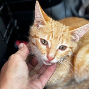 Leo, Baby Male Domestic Short Hair
