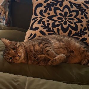 Shadow 4, Adult Male Domestic Short Hair