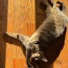 Shadow 4 photo 3