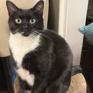Ariel 2, Adult Male Domestic Short Hair