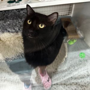 Blueberry, Adult Male Domestic Medium Hair