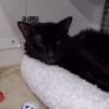 Blueberry photo 2