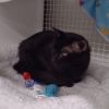 Blueberry photo 3