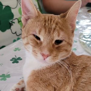 Sancho, Adult Female Domestic Short Hair