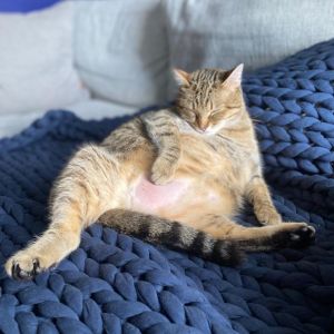 Tussie, Senior Female Domestic Short Hair