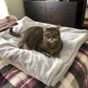 Tussie photo 4