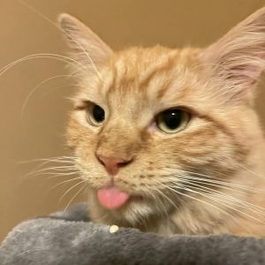 Hype, Adult Male Domestic Medium Hair