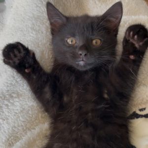 Bensonhurst, Baby Female Domestic Short Hair