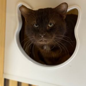 Chocolate 2, Adult Male Domestic Short Hair