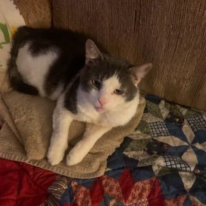 Pico, Adult Male Domestic Short Hair