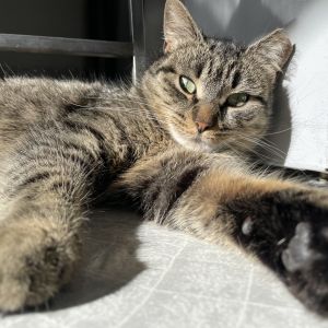 Millie B, Adult Female Domestic Short Hair