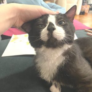 Austelle, Senior Male Domestic Short Hair
