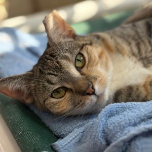 Wacky Cathy, Adult Female Domestic Short Hair