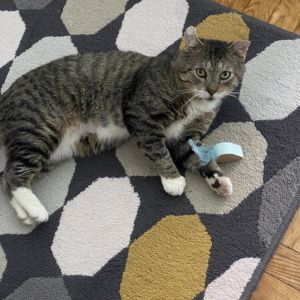Rim, Adult Male Domestic Short Hair