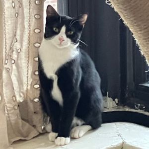 Hash Brown, Young Female Domestic Short Hair